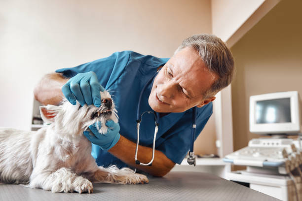 Best Pediatric Emergency Dentist in Round Lake, IL